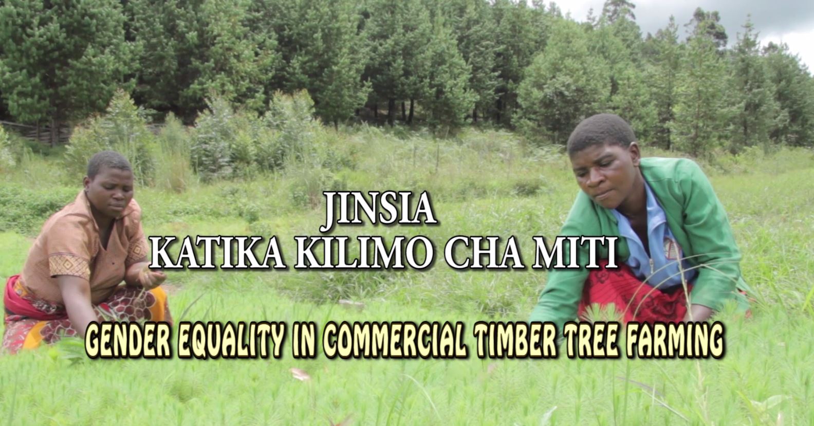Genger equality in commercial Timber tree farming